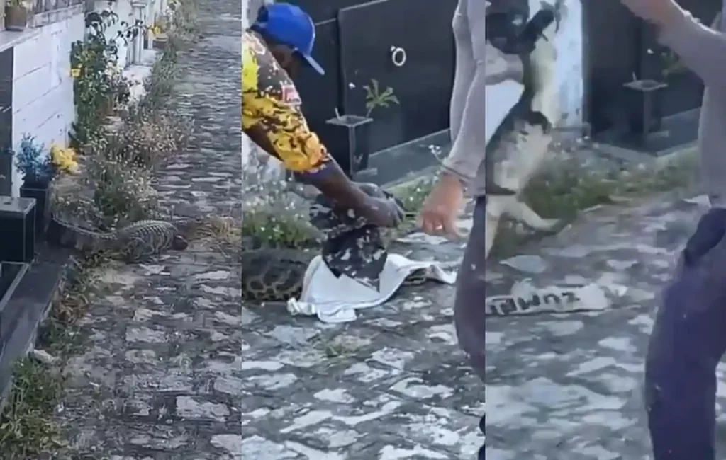 Homem é atacado por jacaré em cemitério no interior de Alagoas