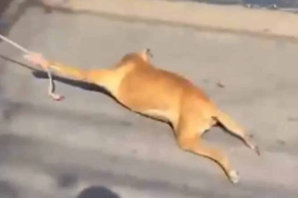 Cachorro é arrastado por homem em carroça em Palmeira dos Índios