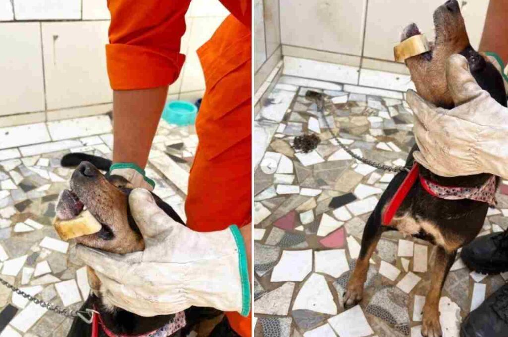 Cachorro com osso preso na mandíbula é resgatado por bombeiros em Arapiraca