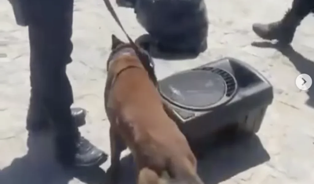 Cão farejador localiza 1,8 kg de maconha escondidos em caixa de som em Arapiraca