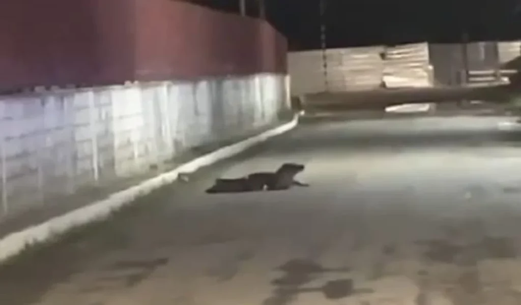 Jacaré é flagrado caminhando pelas ruas do Bebedouro, em Maceió