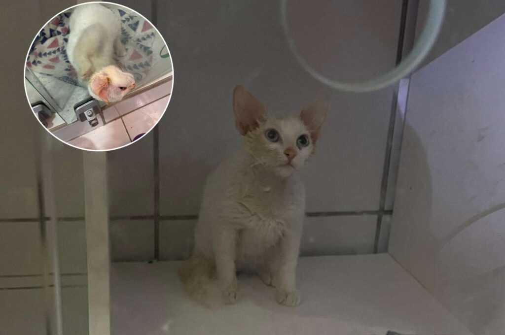 Bombeiros resgatam gato preso em estrutura de vidro, em Maceió