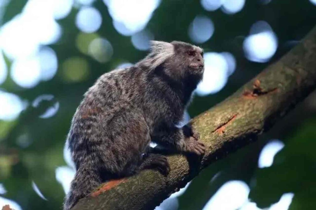 Morre mulher que contraiu raiva humana após mordida de sagui em Pernambuco