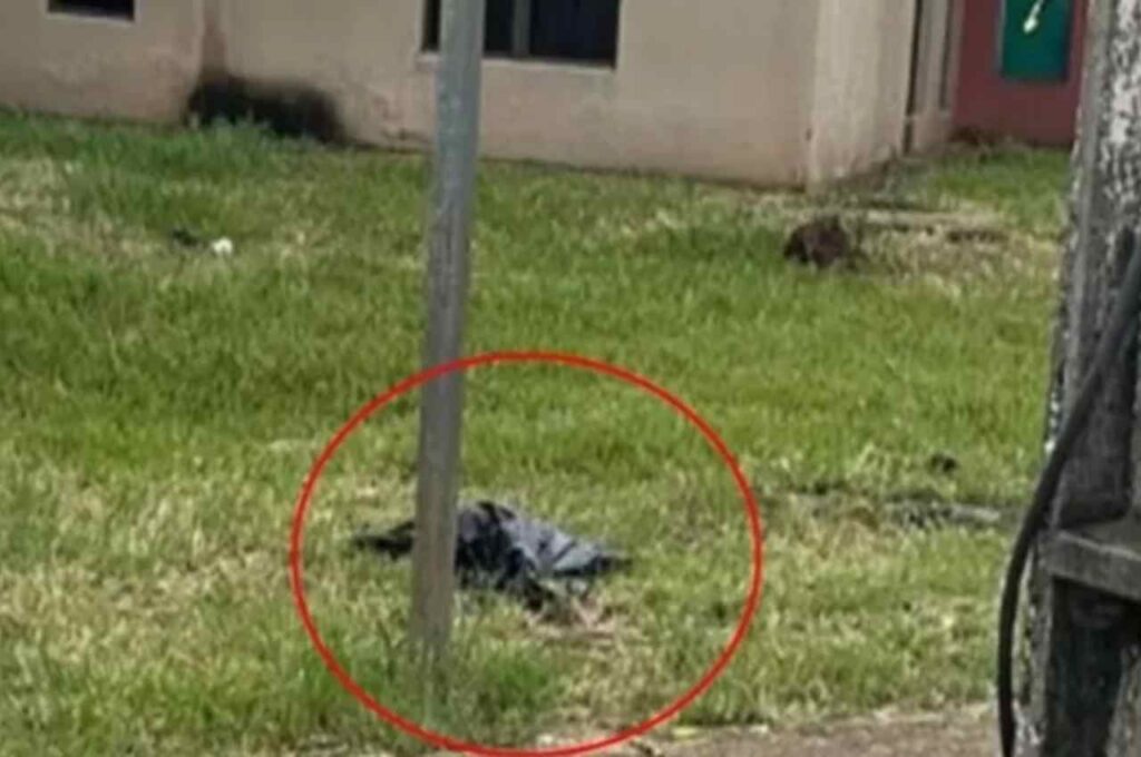 Bebê é encontrado em estado de decomposição dentro de saco de lixo em frente a UPA