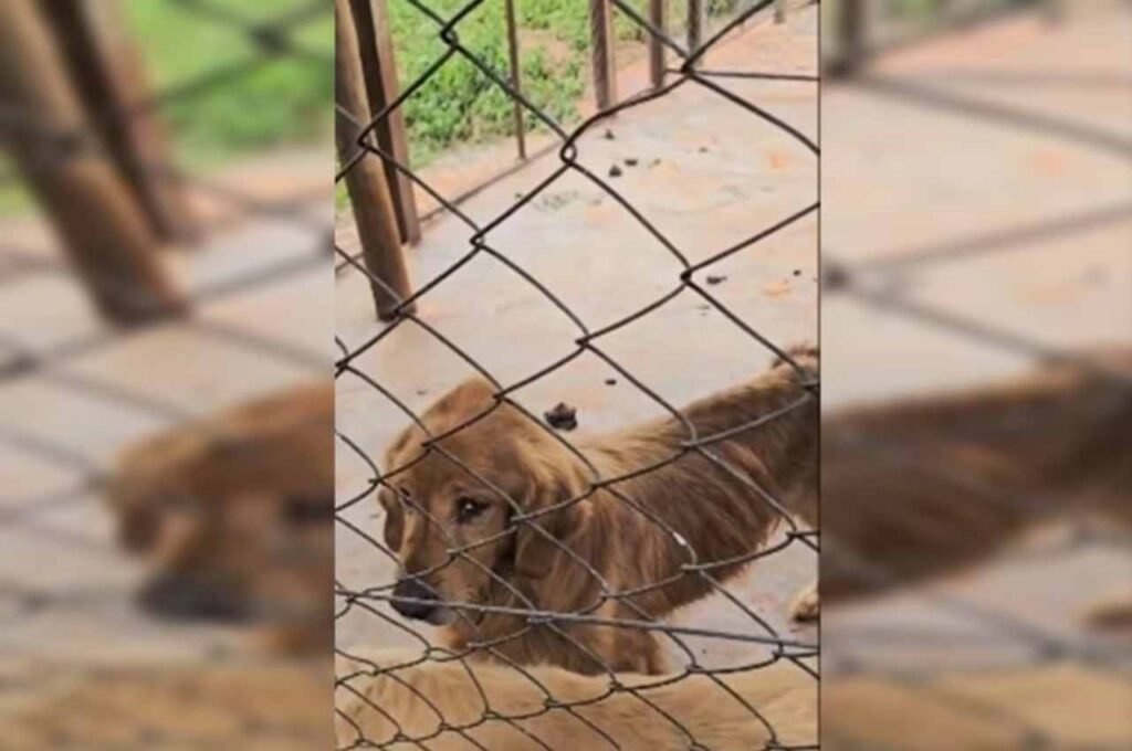 Polícia resgata 125 animais debilitados em “fábrica de filhotes”