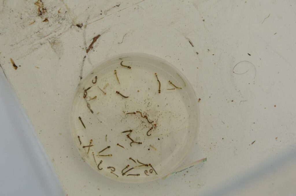 Alagoas registra redução de mais de 60% nos casos prováveis de dengue no primeiro bimestre deste ano