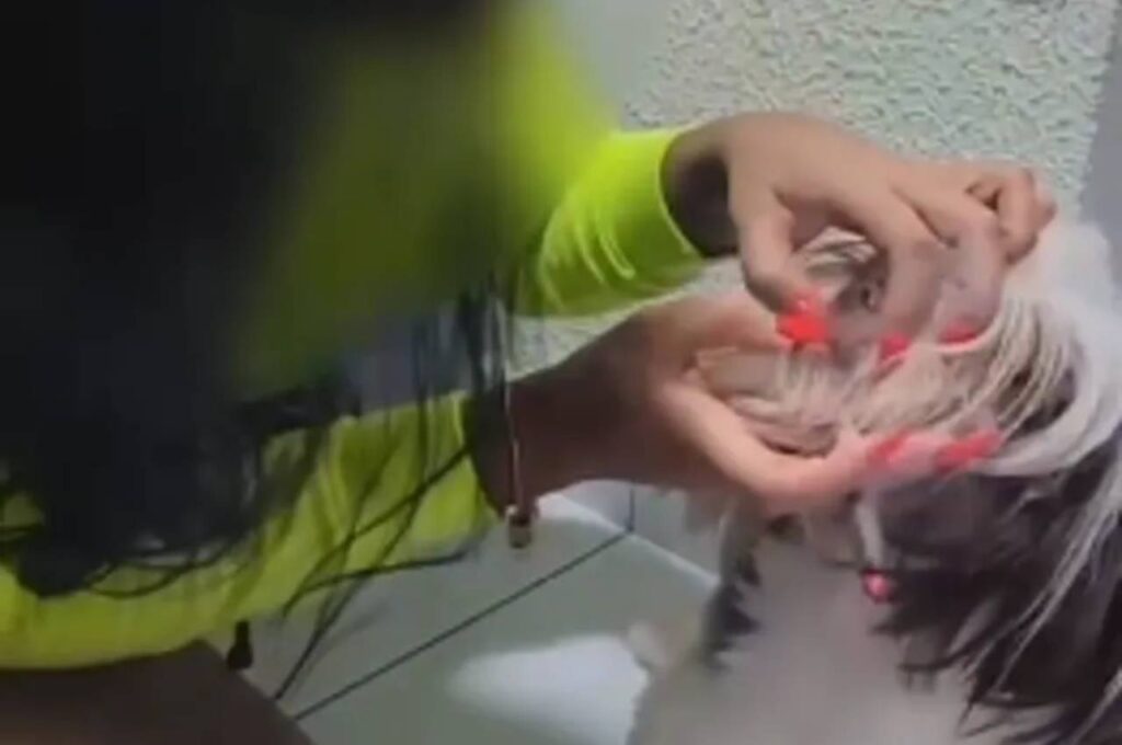 Polícia procura mulher que gravou vídeo forçando cachorro a inalar fumaça de droga