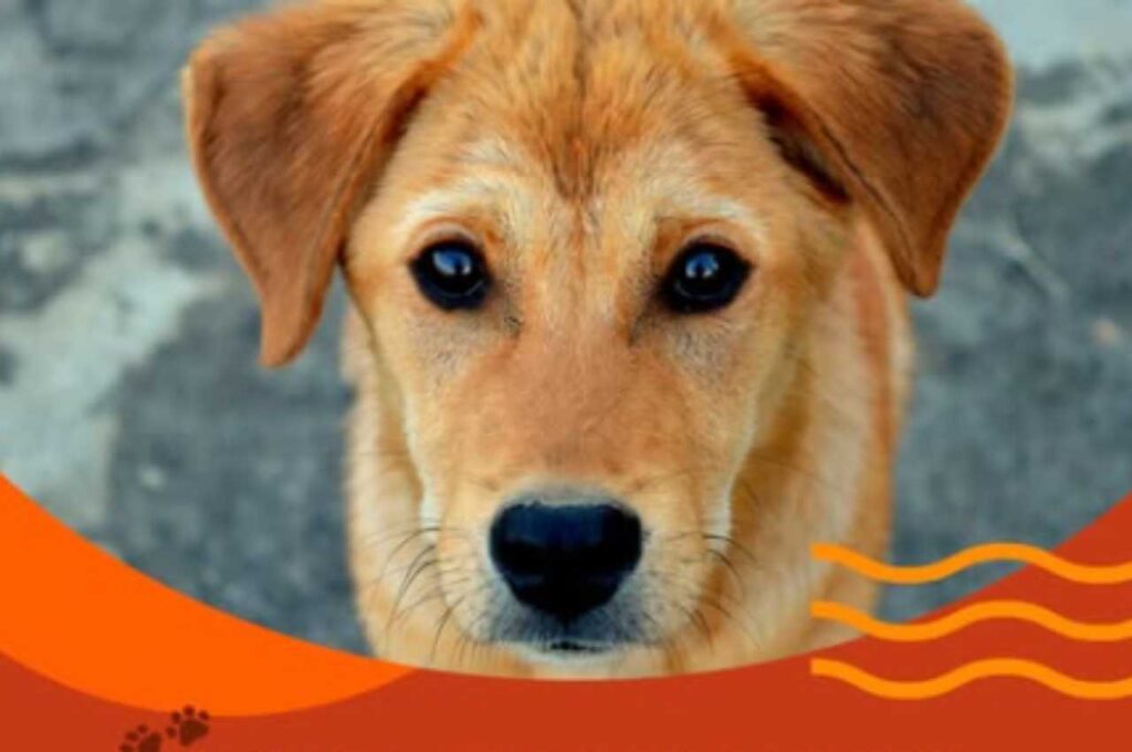 Feira de adoção de pets será realizada em União neste sábado (29)