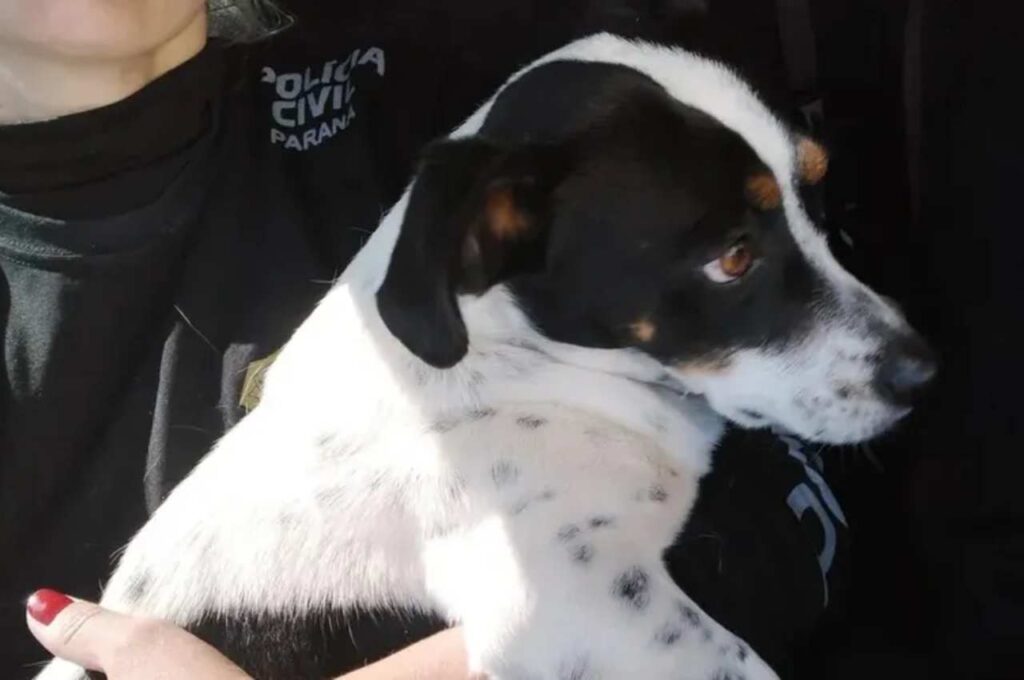 Cachorro vence ação judicial contra ex-tutor por maus-tratos e será indenizado