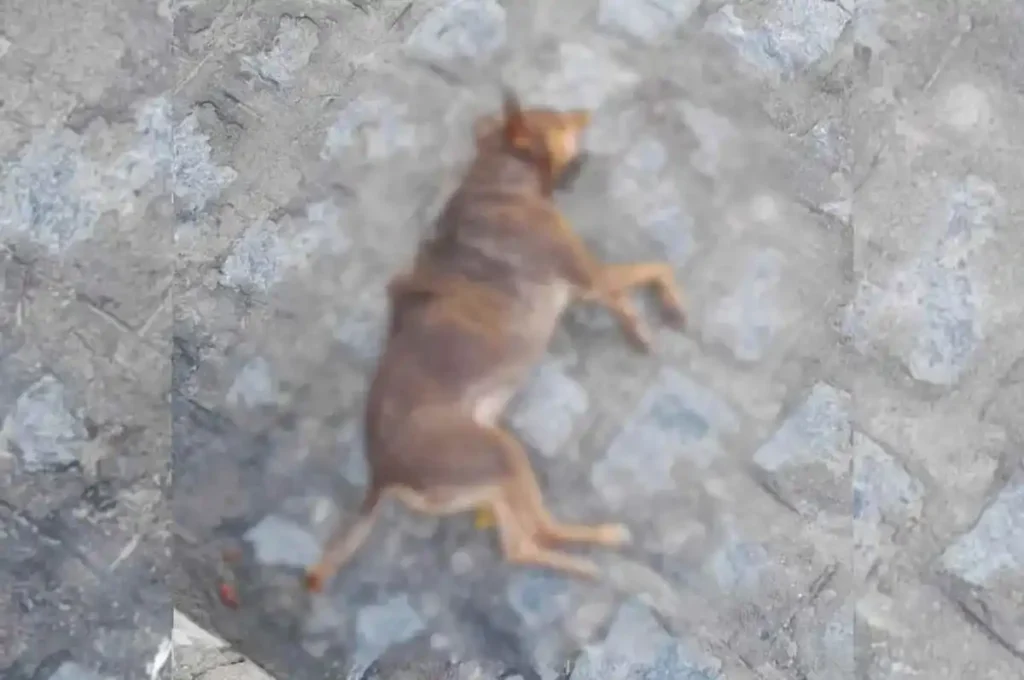 Cachorro é atropelado e motorista deixa local sem prestar socorro em União dos Palmares