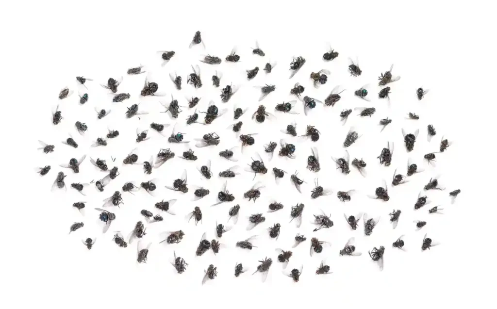 Moscas em casa? Entenda os riscos e como evitar doenças