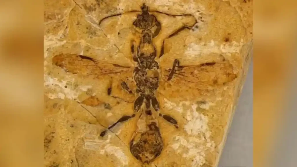 Fóssil de formiga mais antiga do mundo é achado no Nordeste