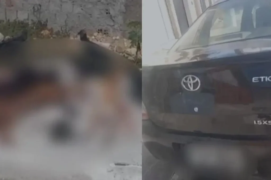 Motorista suspeito de atropelar e matar quatro cães em Maceió é identificado e intimado a depor