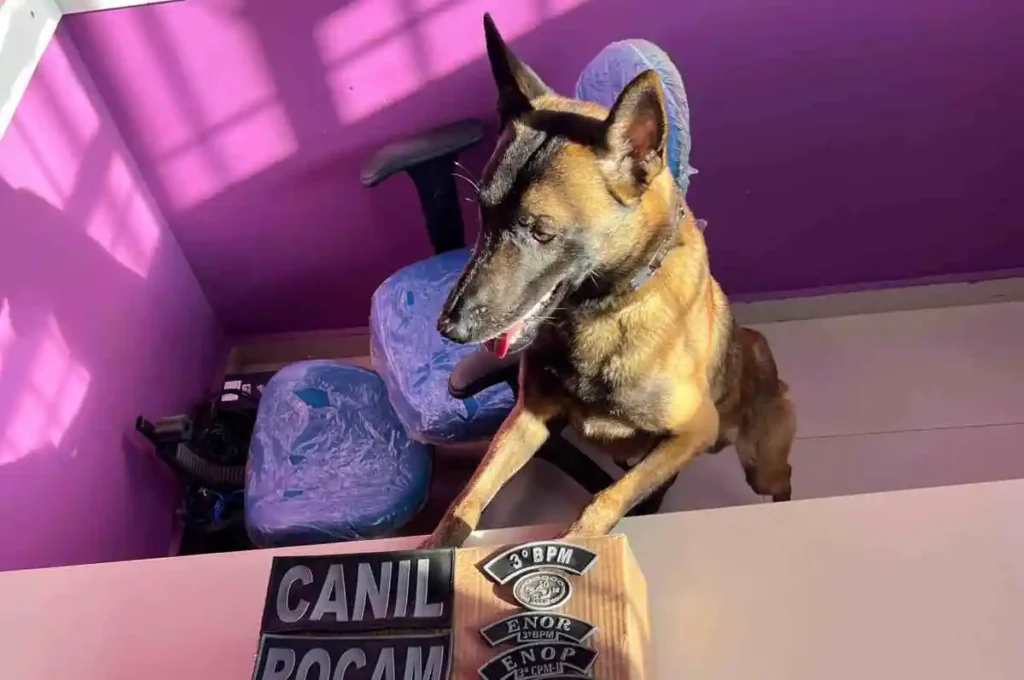 Polícia Militar apreende drogas e arma de fogo durante operações no Agreste de Alagoas