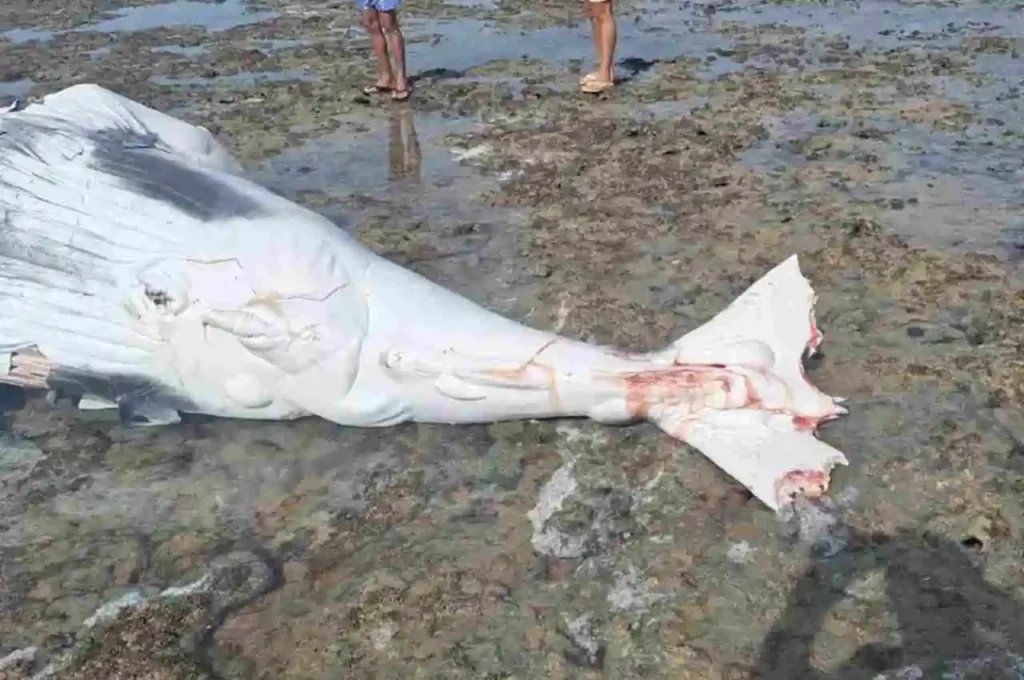 Filhote de baleia Jubarte é encontrado morto no litoral sul de Alagoas