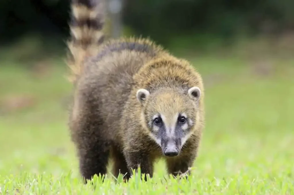 Bombeiros capturam quati dentro de residência em União dos Palmares