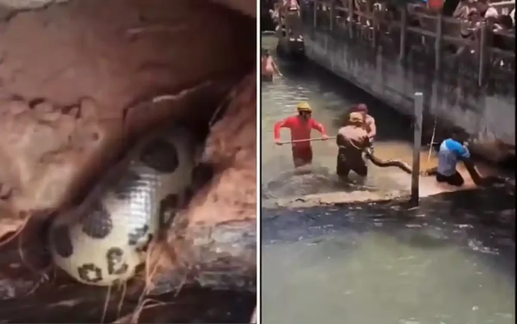 Bombeiros resgatam sucuri de cinco metros em Rio Quente