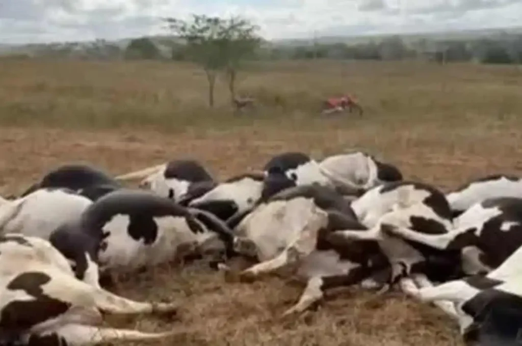 Queda de fio de alta tensão mata 27 vacas em fazenda no Sertão de Alagoas