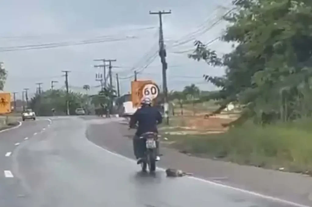 Flagra de motoqueiro arrastando cachorro em Rio Largo leva polícia a identificar o veículo