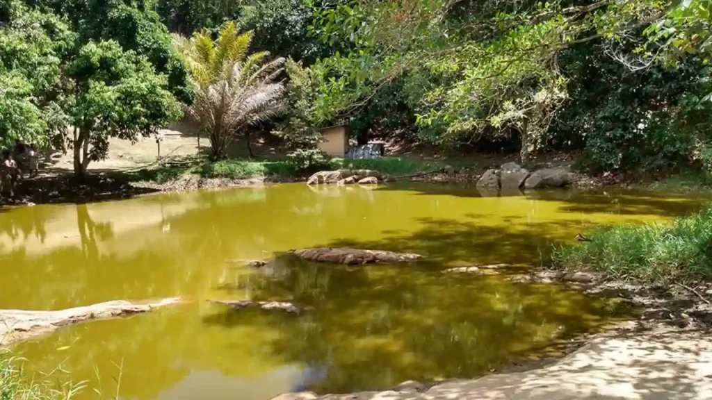 Morte na Serra da Barriga interrompe celebração do Dia da Consciência Negra em União dos Palmares