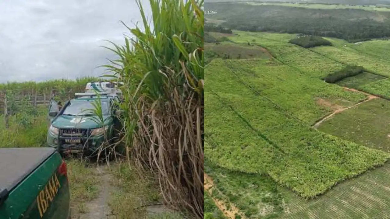 Viaturas do IBAMA durante a Operação Mata Atlântica em Penedo ao lado de uma plantação de cana-de-açúcar, contrastando com vista aérea da monocultura.