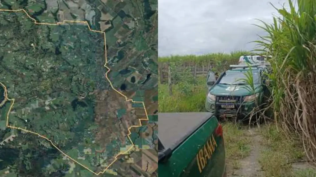 Como a Operação Mata Atlântica flagrou o desmate da Pindorama em Penedo