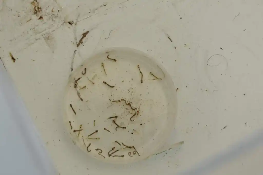 Como a falta de água está alimentando novos focos de Dengue na Zona da Mata