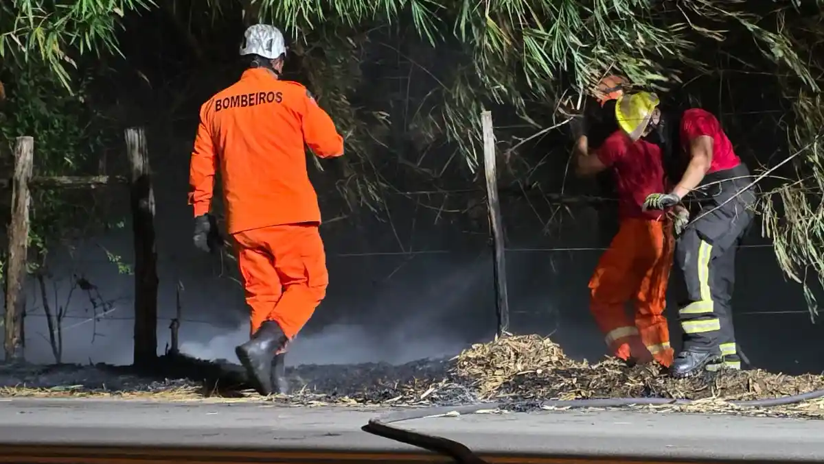 Bombeiros combatem incêndio em bambuzal às margens de via em União dos Palmares