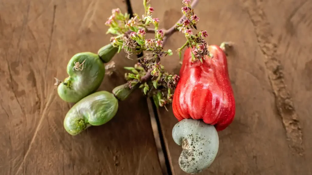 Esqueça o limão; Caju tem 5 vezes mais vitamina C