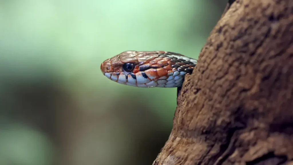cobra escondida em tronco de arvore em area de mata com comportamento defensivo