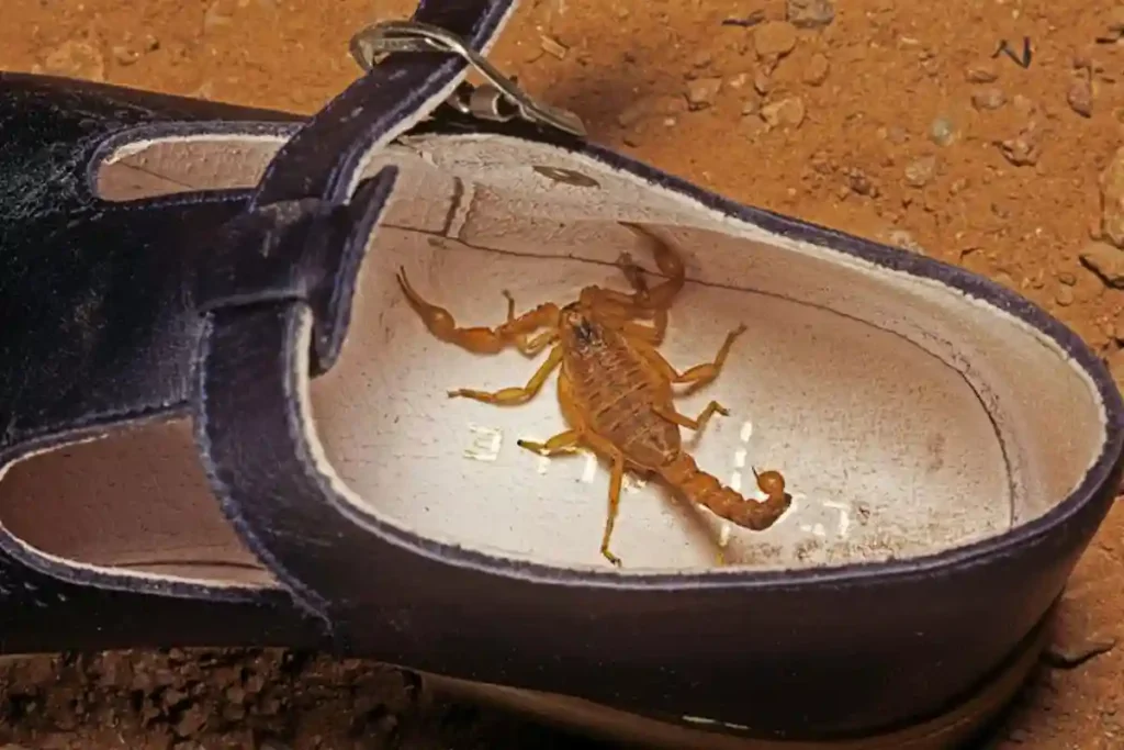 “Antes de calçar o sapato”: Calor e chuva disparam alerta para aparecimento de escorpiões dentro de casa