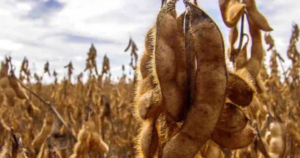 Alagoas proíbe plantio de soja por 90 dias para combater praga nas lavouras