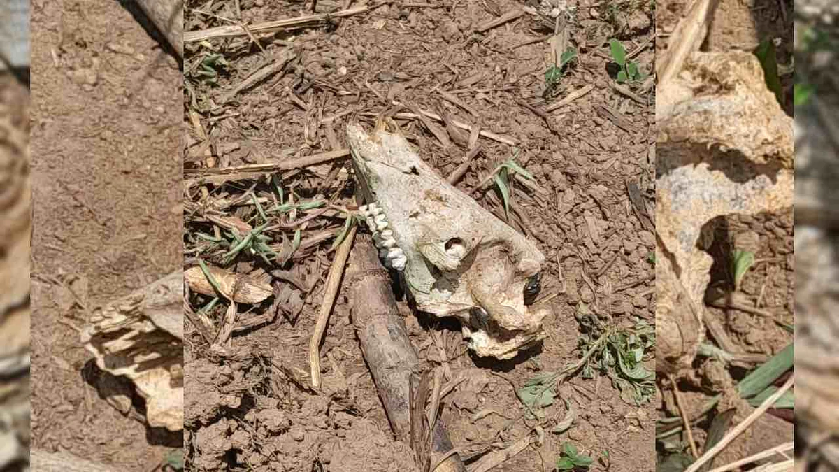 Crânio e restos de boi encontrados em área de mata na região da Laginha, zona rural de União dos Palmares, onde moradores denunciam descarte irregular de carcaças. Foto: BR104
