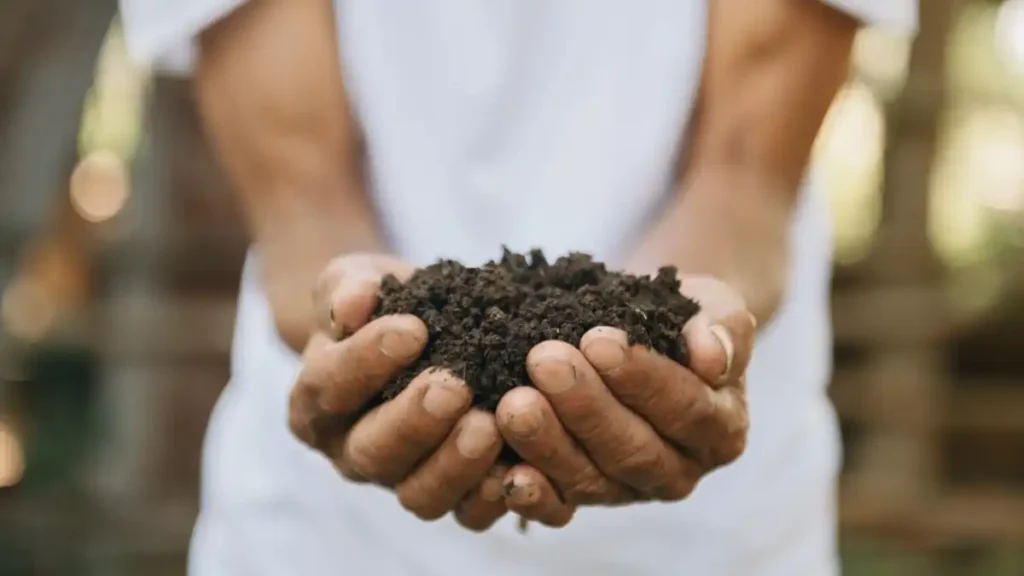 União dos Palmares abre prazo para projetos que transformam lixo em energia e fertilizantes