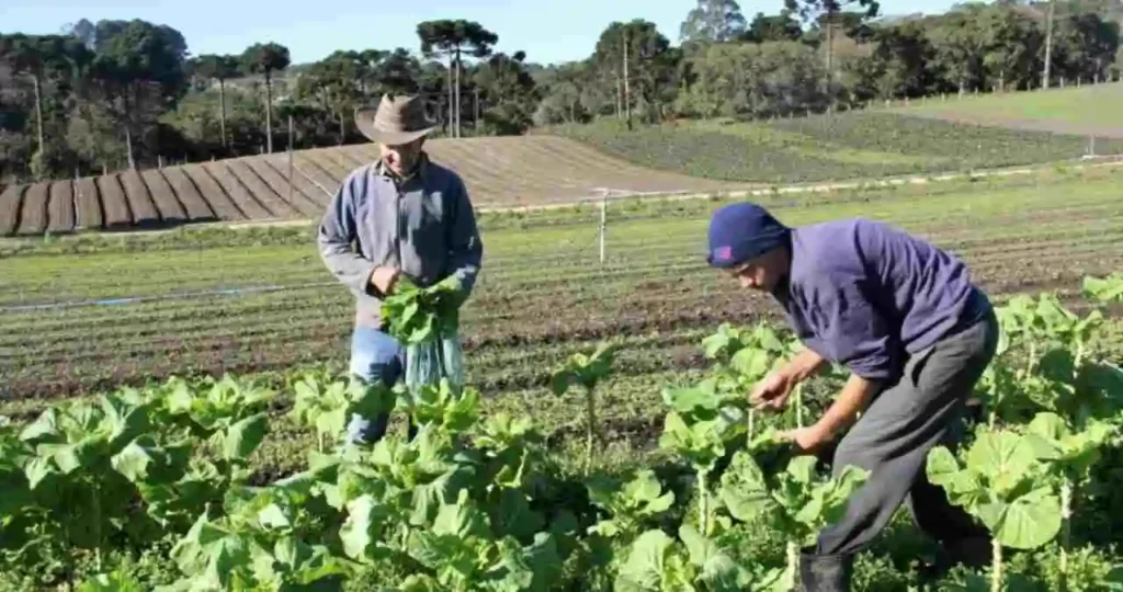Escolas de Alagoas terão merenda de comunidades indígenas e quilombolas