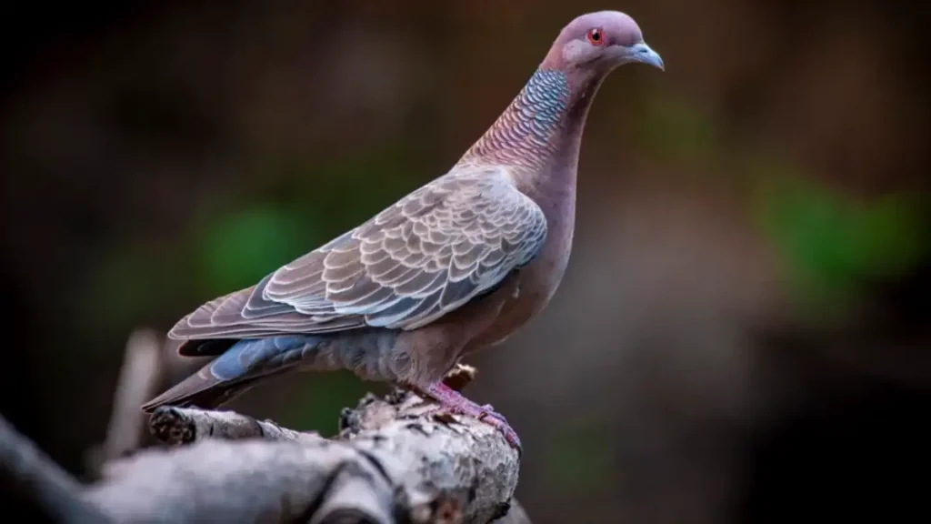 Asa Branca: pássaro comum no sertão é visto em União dos Palmares