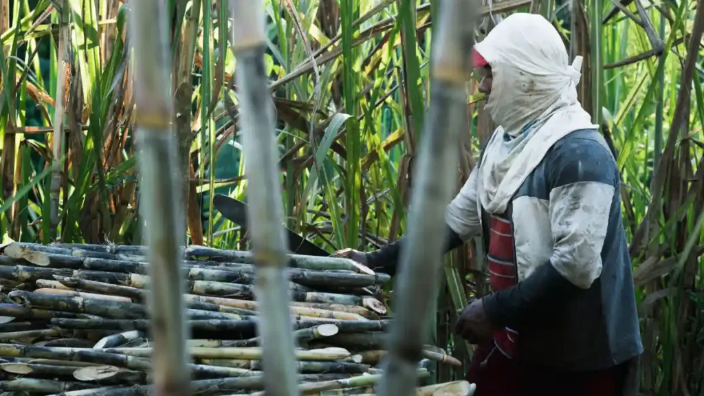 Safra da cana em Alagoas deve atingir 18 milhões de toneladas com foco no etanol