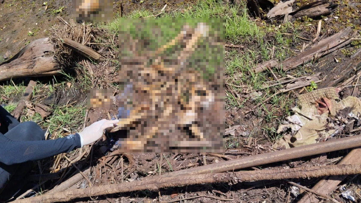 Área de mata onde a ossada humana foi encontrada em outubro de 2025, nas proximidades de uma represa em Rio Verde (GO).Crédito: Divulgação PCGO