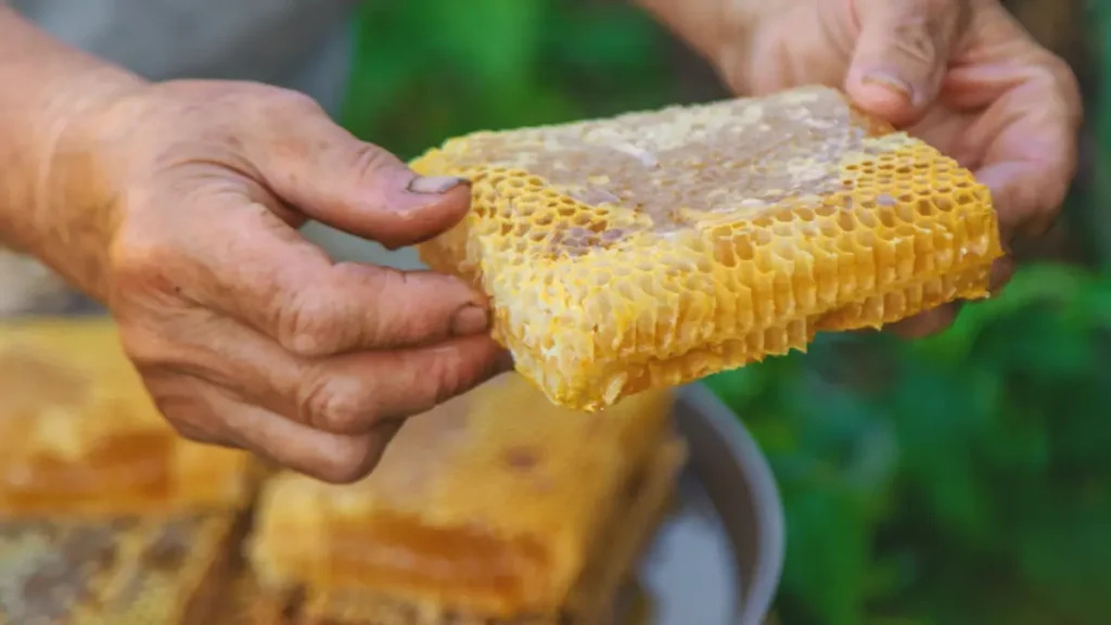 “Ouro Líquido”: Como o mel do Sertão de Alagoas conquistou o mercado de luxo na Europa