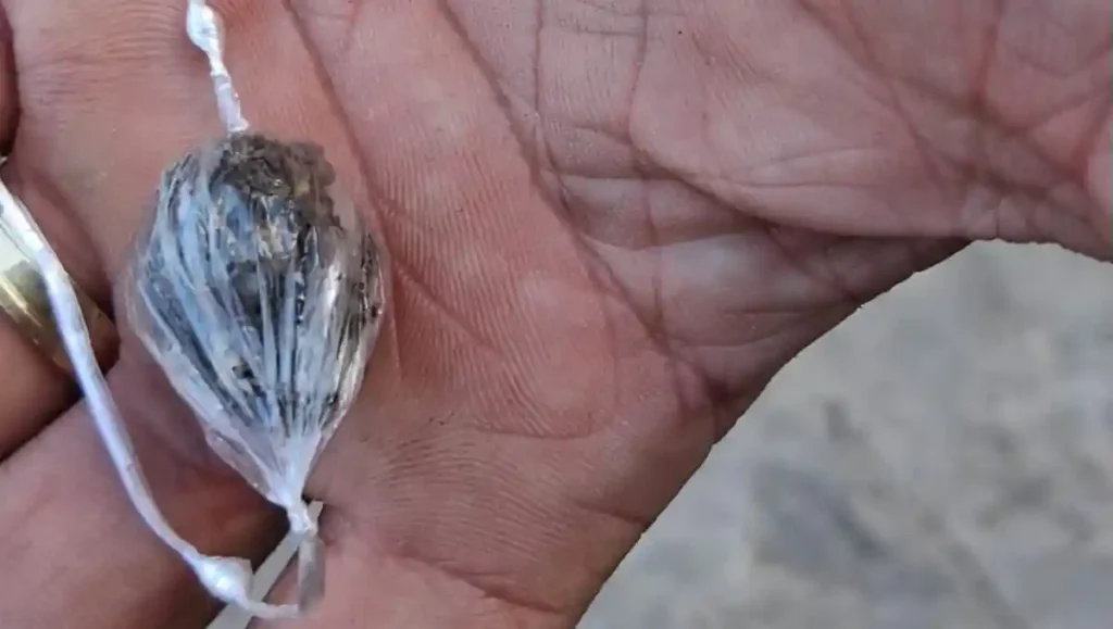 Suspeito tenta se esconder atrás de muro mas é flagrado com maconha em União dos Palmares