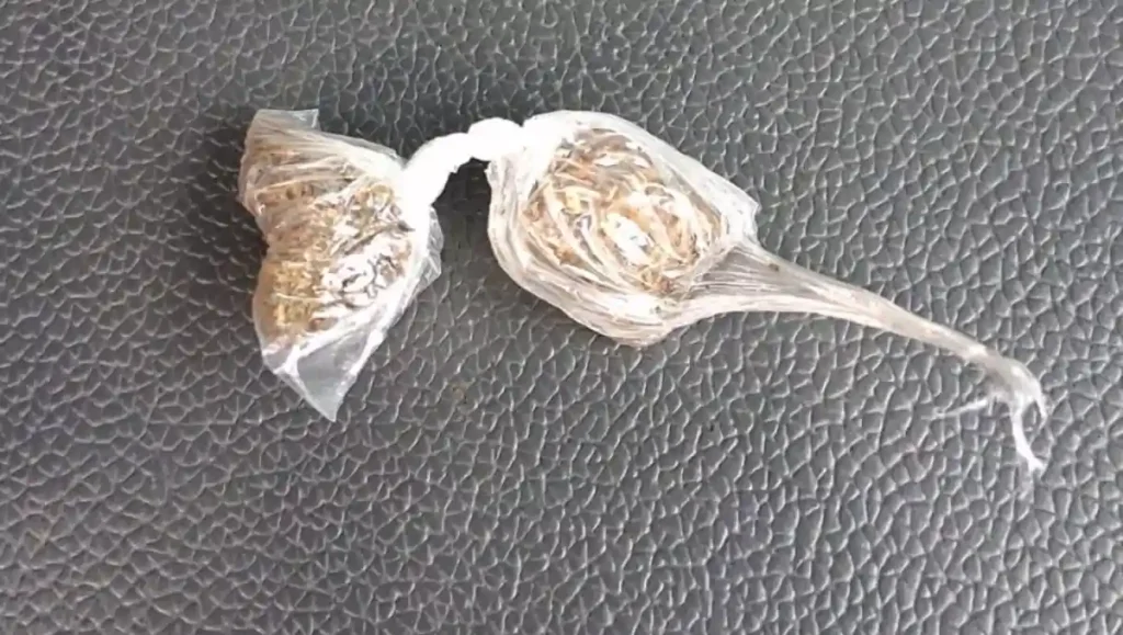 Mulher tenta fugir do Pelopes mas acaba detida com drogas em União