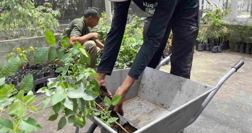 Projeto Alagoas Mais Verde planta 38 mil mudas em 58 municípios em 2025