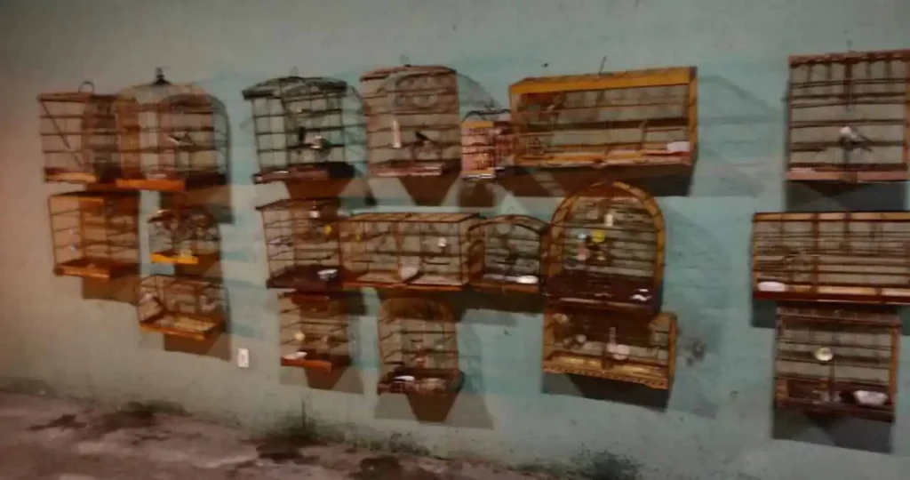 Aves resgatadas em União dos Palmares são encaminhadas ao IBAMA após operação