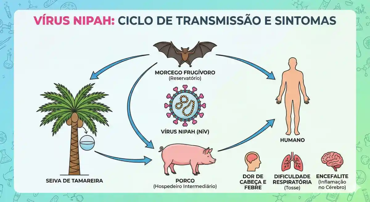 Infográfico mostra ciclo de transmissão do vírus Nipah com morcego frugívoro, seiva de tamareira, porco como hospedeiro intermediário e humano, além de sintomas como dor de cabeça e febre, dificuldade respiratória e encefalite