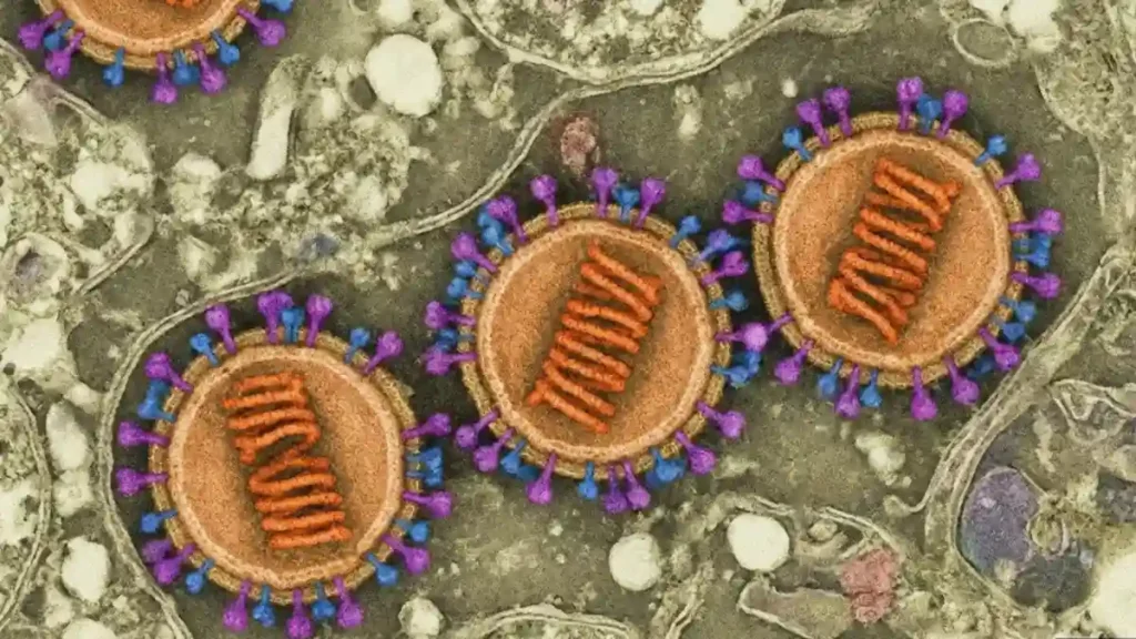 Vírus Nipah: o que é e qual o risco de chegar a Alagoas em 2026