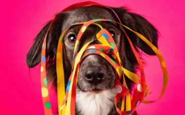 Bloco dos Pets acontece neste sábado (7) em União dos Palmares