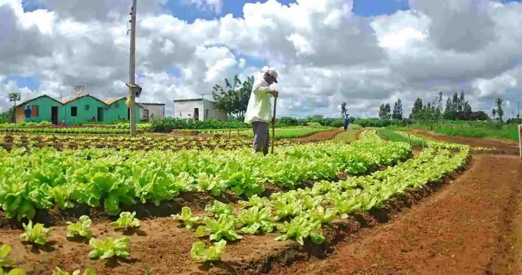 Em um campo aberto sob céu com nuvens brancas, um agricultor de camisa clara e boné trabalha em uma horta de alfaces verdes e viçosas. Ao fundo, veem-se casas simples de cor verde e branca e postes de energia.