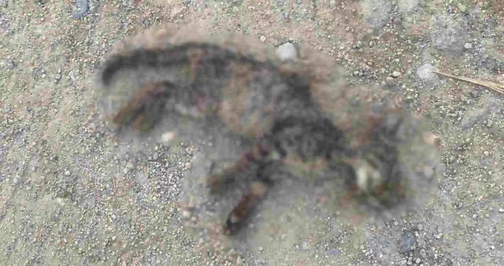 Em um chão de terra batida e cascalho cinza, um gato filhote com pelagem listrada em tons de cinza e marrom está morto, deitado de lado. O animal apresenta sinais de rigidez e sujeira de terra sobre o corpo.