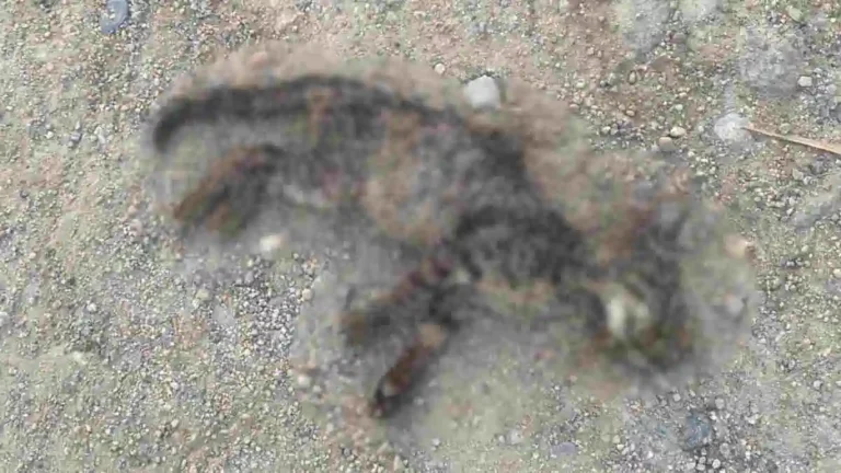 Moradores denunciam matança de gatos na antiga estação ferroviária de União