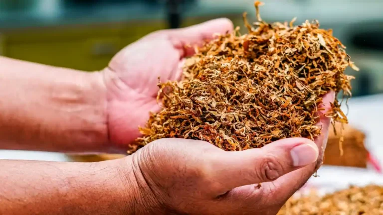 Cidade pequena no interior de Alagoas exporta 37 toneladas de fumo e fatura R$ 5 milhões em janeiro